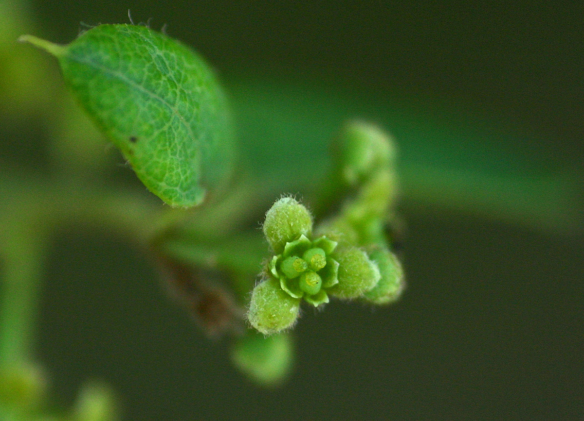 Cocculus hirsutus Cocculus hirsutus