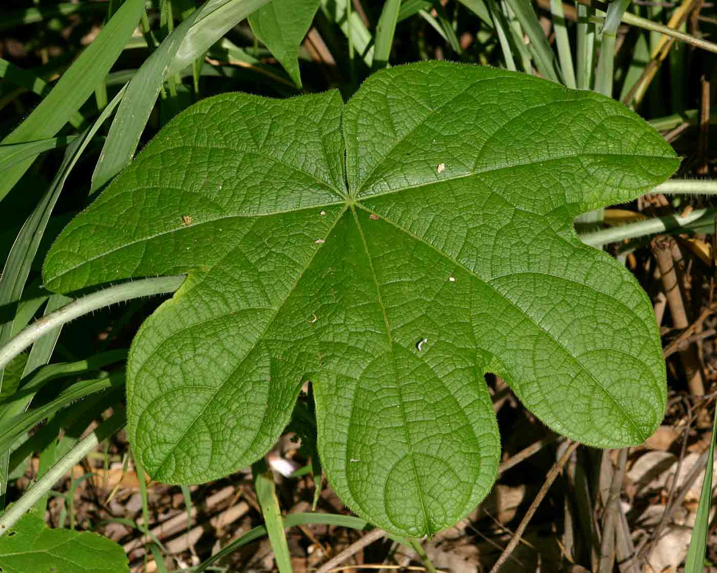Jateorhiza palmata