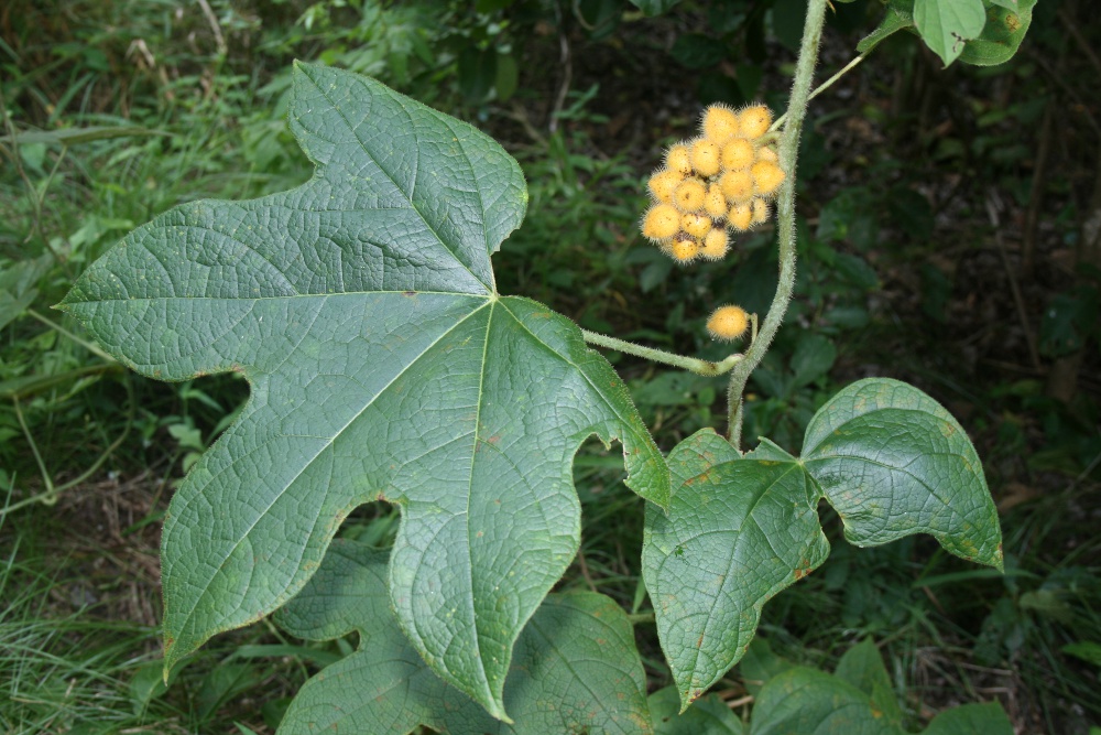 Jateorhiza palmata
