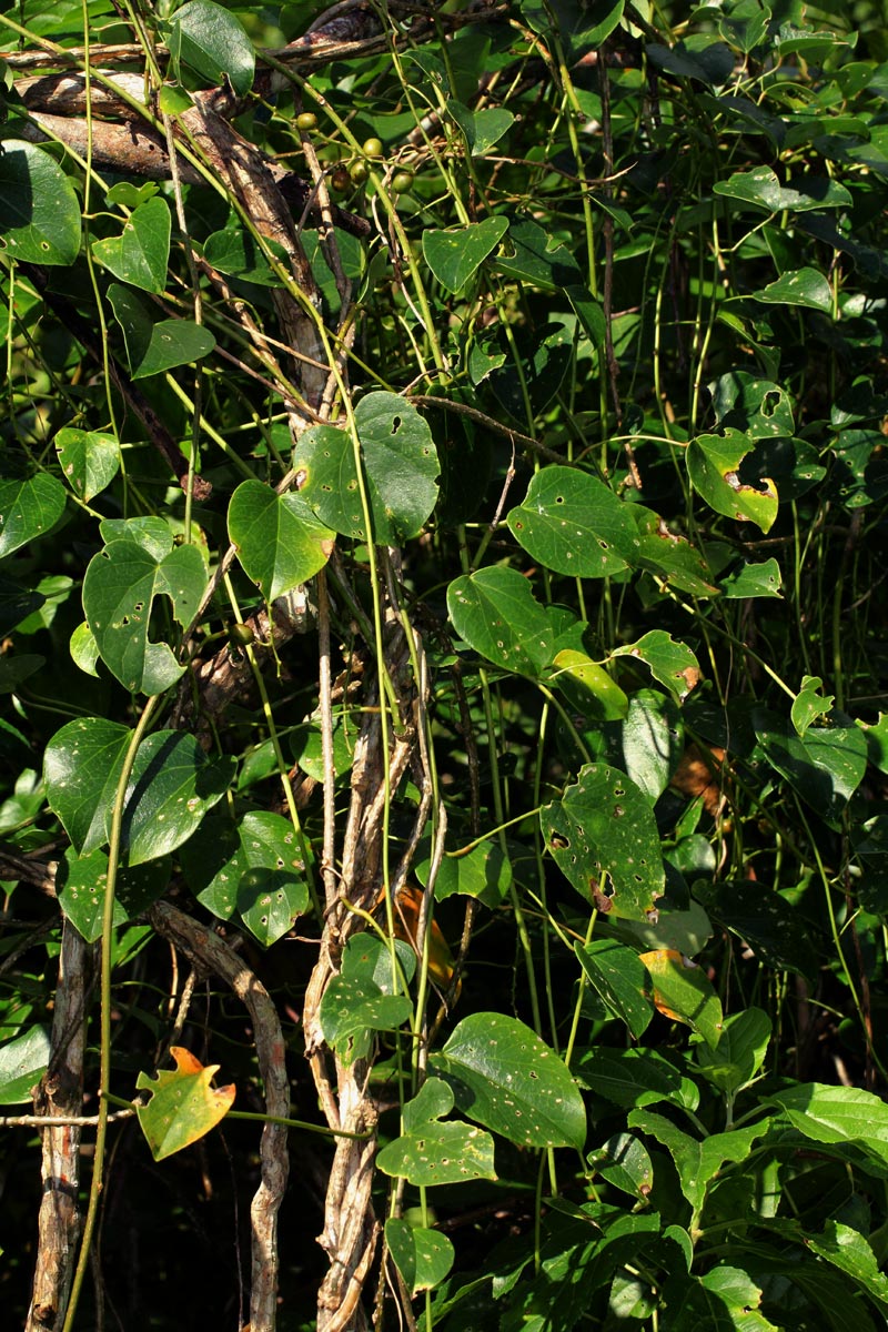 Tinospora afra Tinospora afra