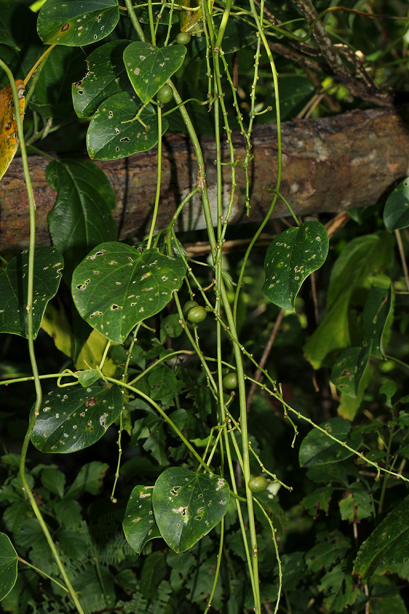 Tinospora afra