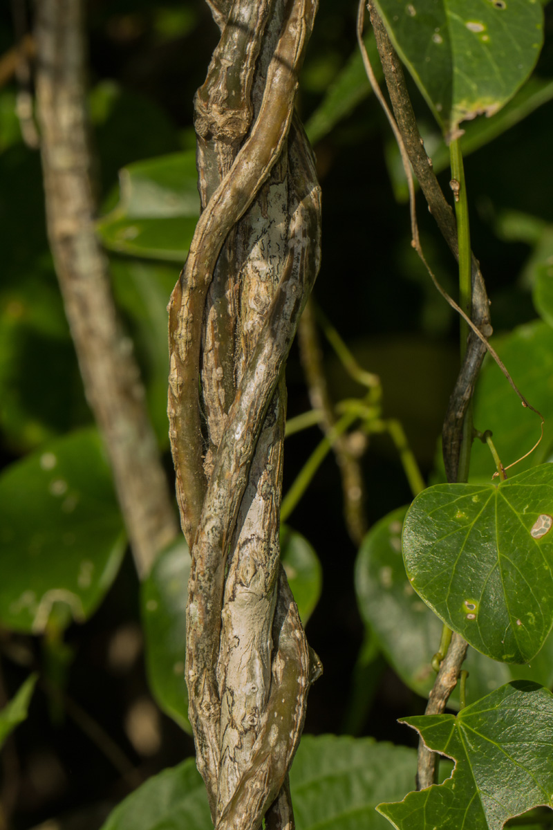 Tinospora afra