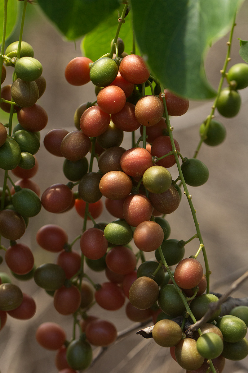 Tinospora afra Tinospora afra