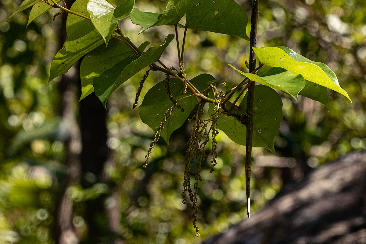 Tinospora afra