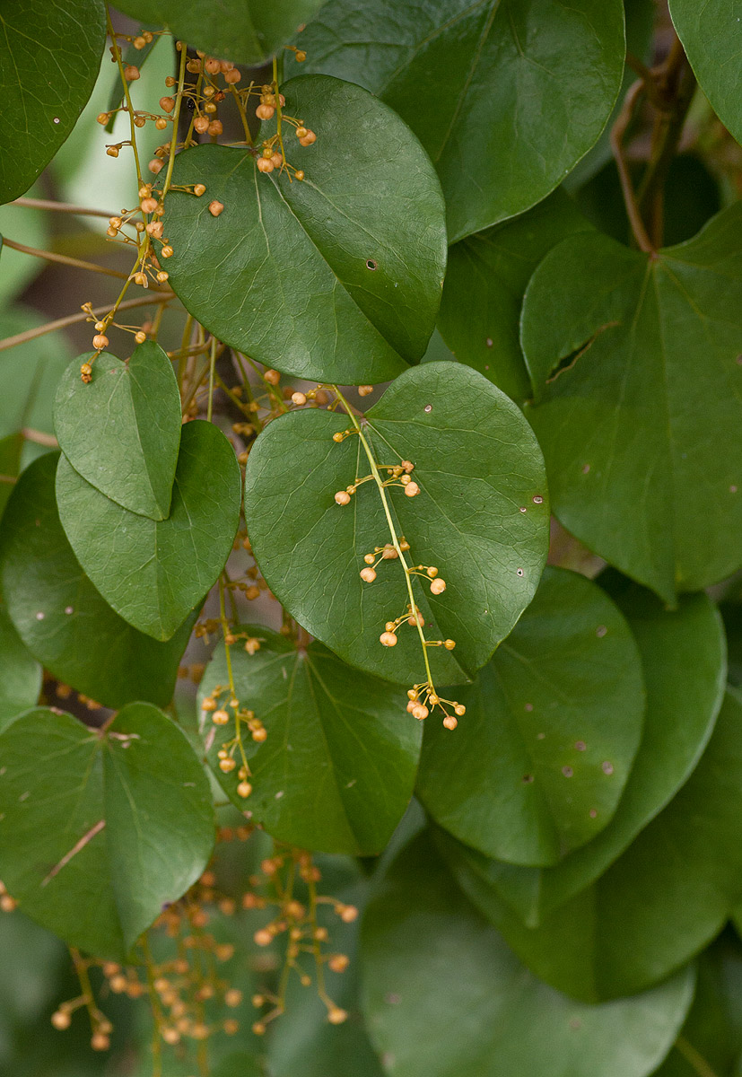 Tinospora afra