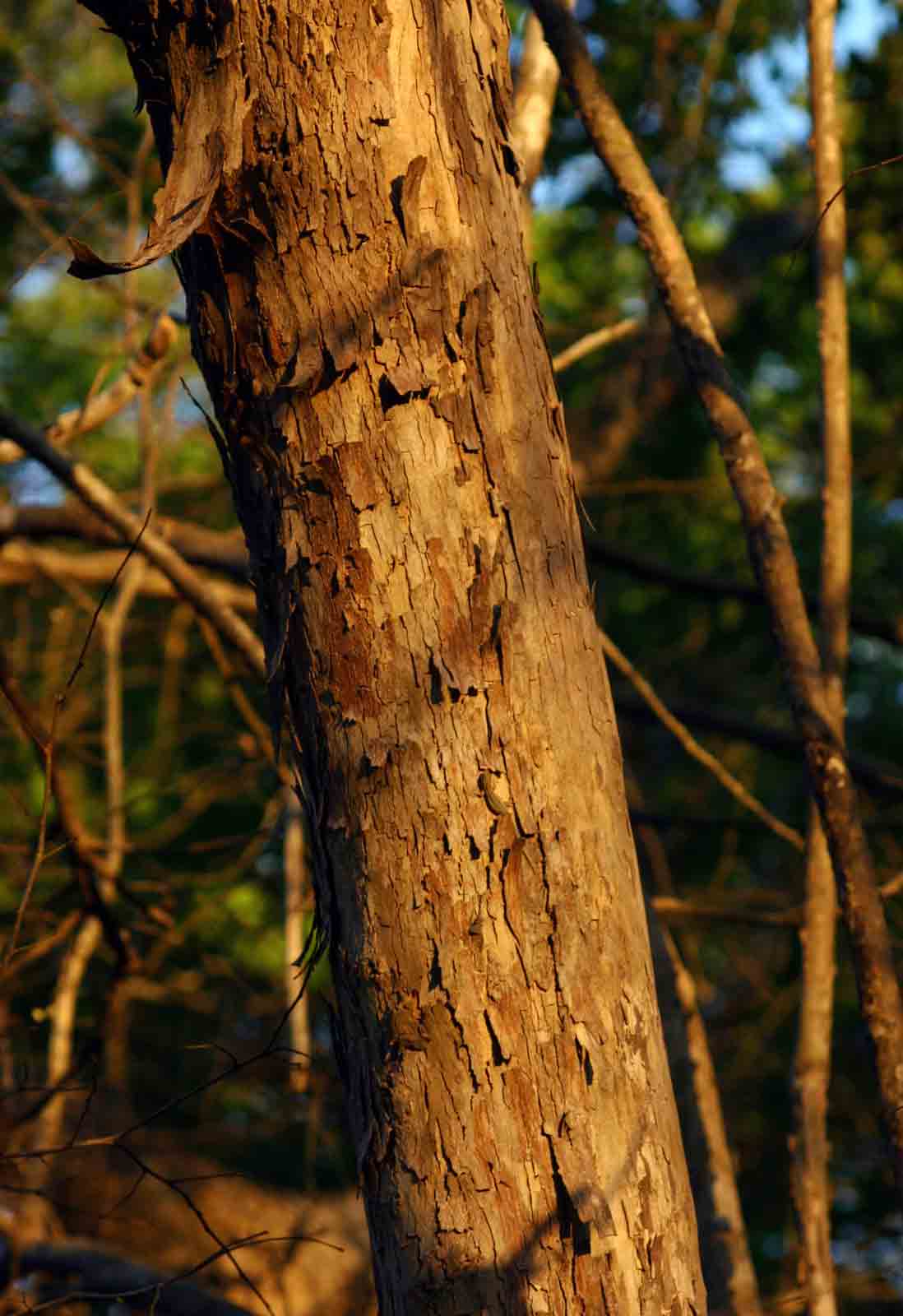 Cleistochlamys kirkii