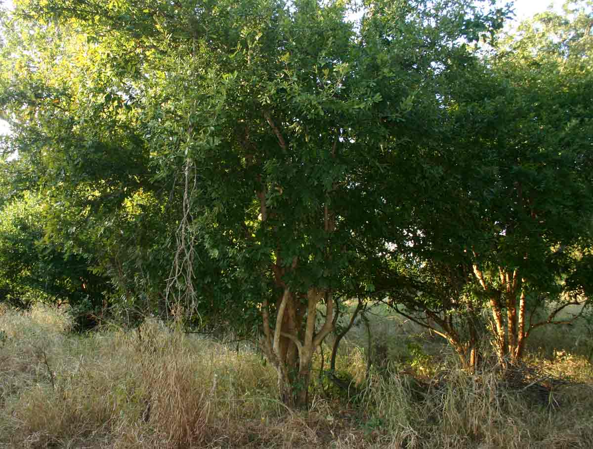 Cleistochlamys kirkii