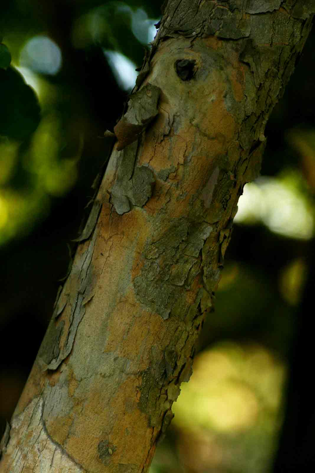 Cleistochlamys kirkii