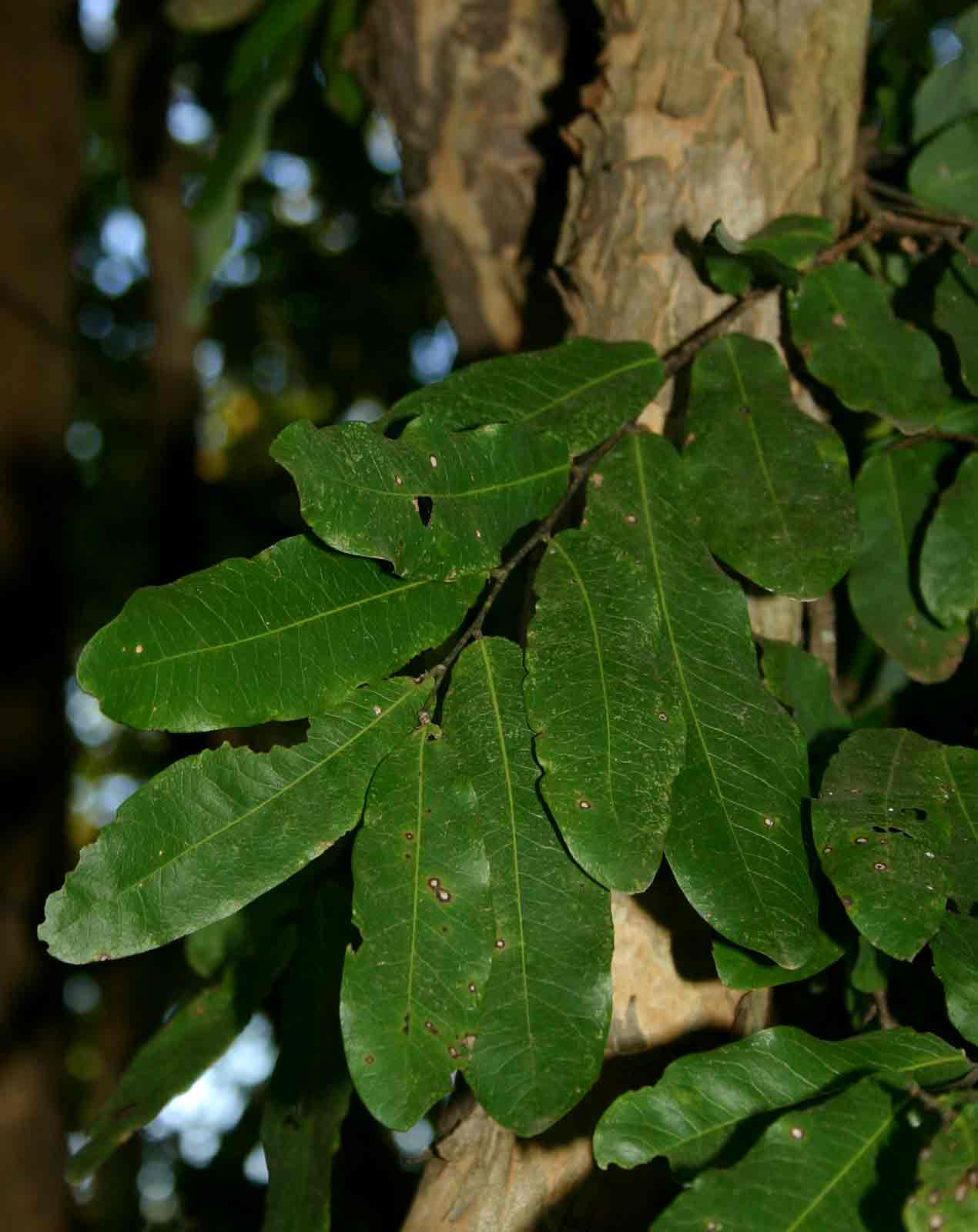 Cleistochlamys kirkii