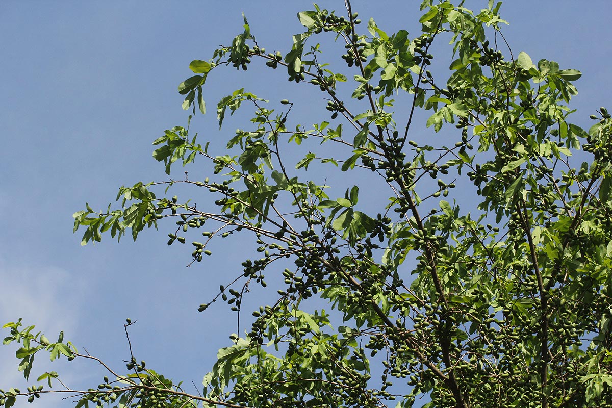 Cleistochlamys kirkii