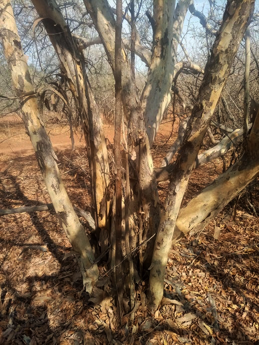 Cleistochlamys kirkii