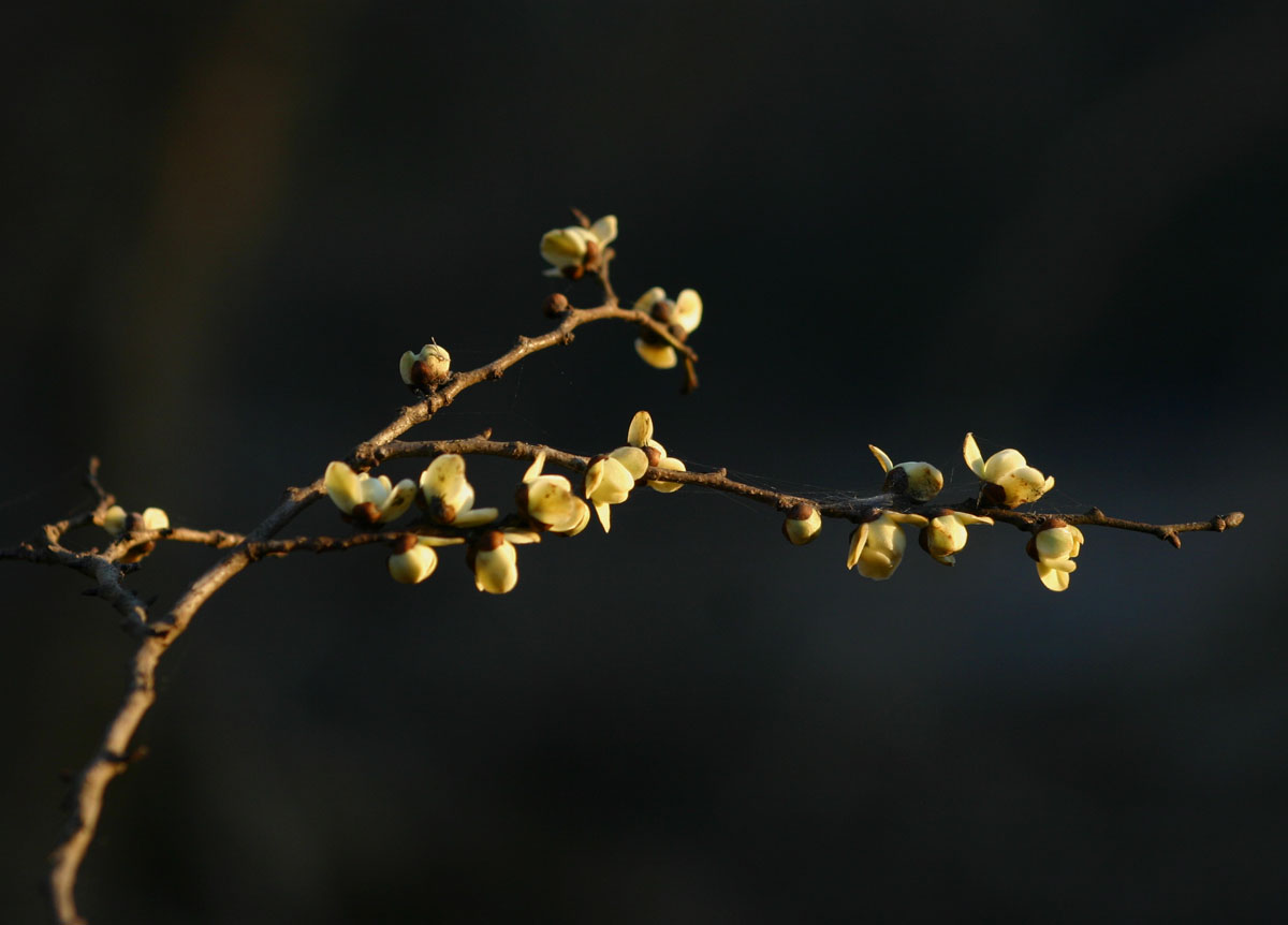 Cleistochlamys kirkii