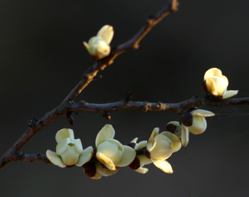 Cleistochlamys kirkii