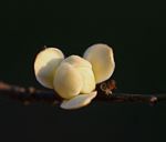 Cleistochlamys kirkii