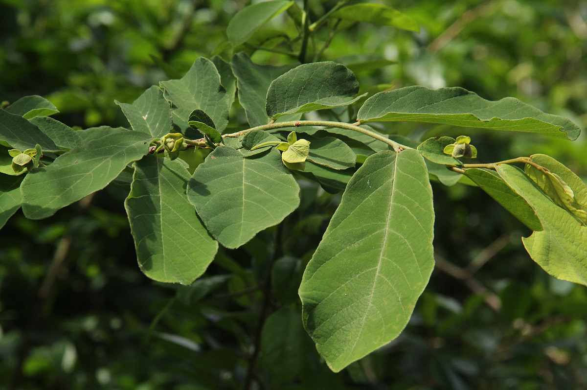 Friesodielsia obovata Friesodielsia obovata
