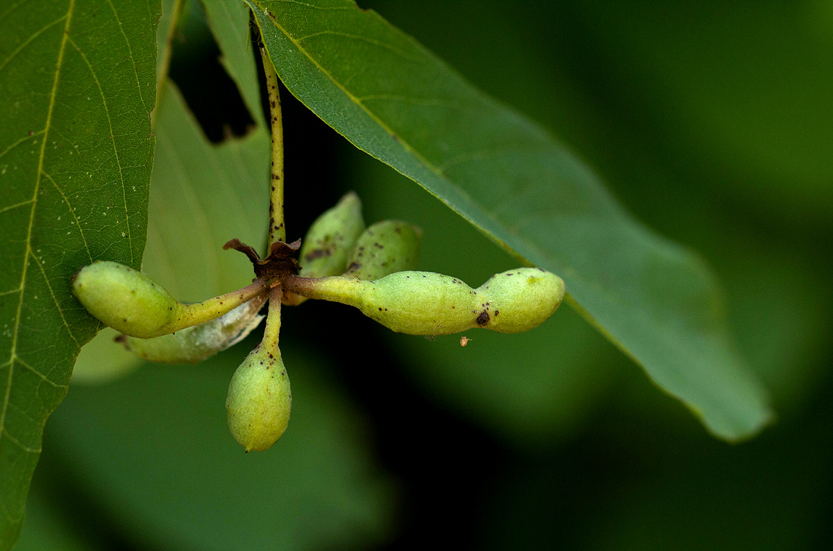 Friesodielsia obovata Friesodielsia obovata