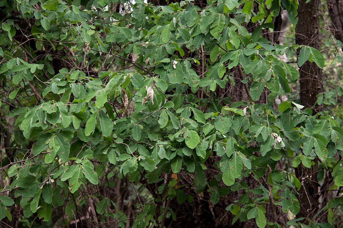 Friesodielsia obovata Friesodielsia obovata