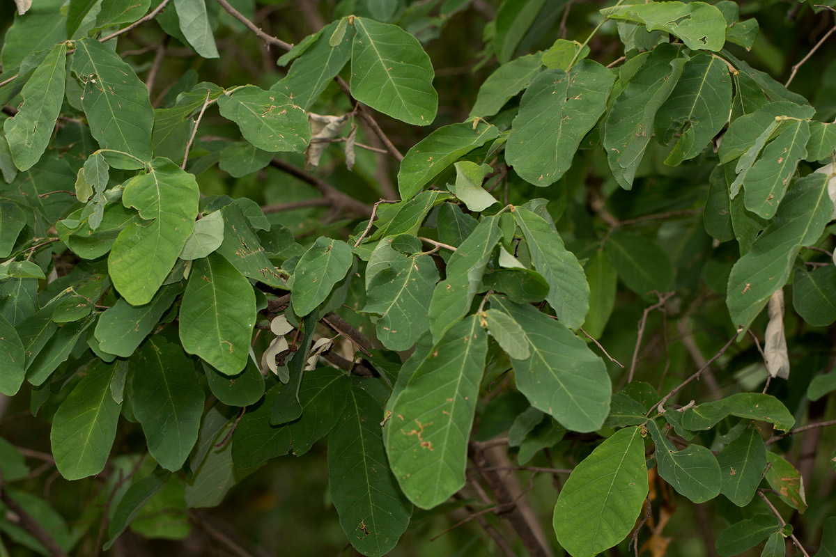 Friesodielsia obovata Friesodielsia obovata