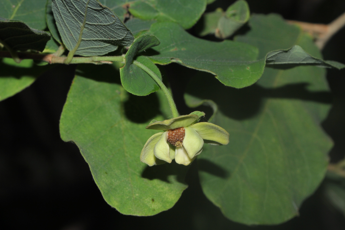 Friesodielsia obovata Friesodielsia obovata