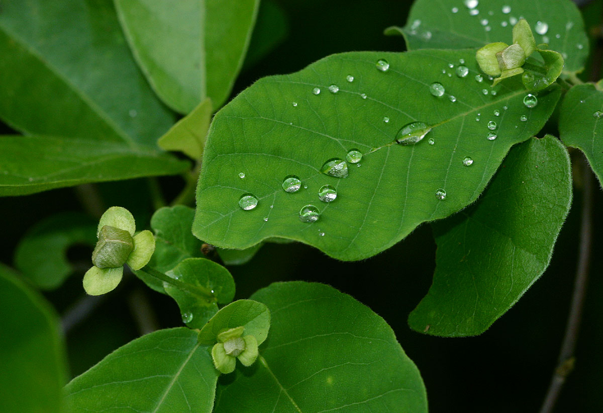 Friesodielsia obovata Friesodielsia obovata