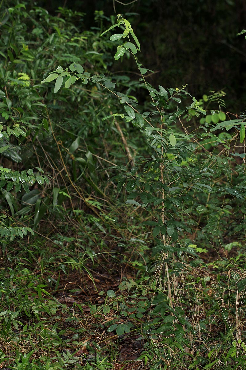 Monanthotaxis buchananii