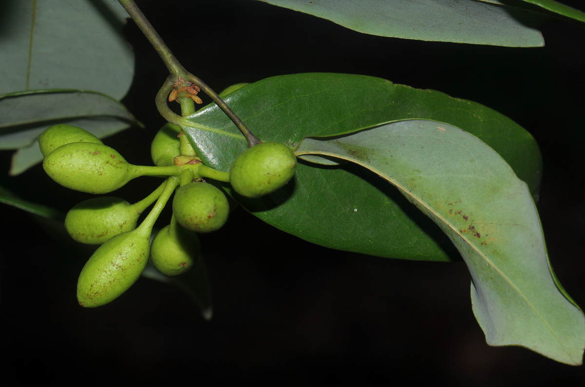 Monanthotaxis buchananii