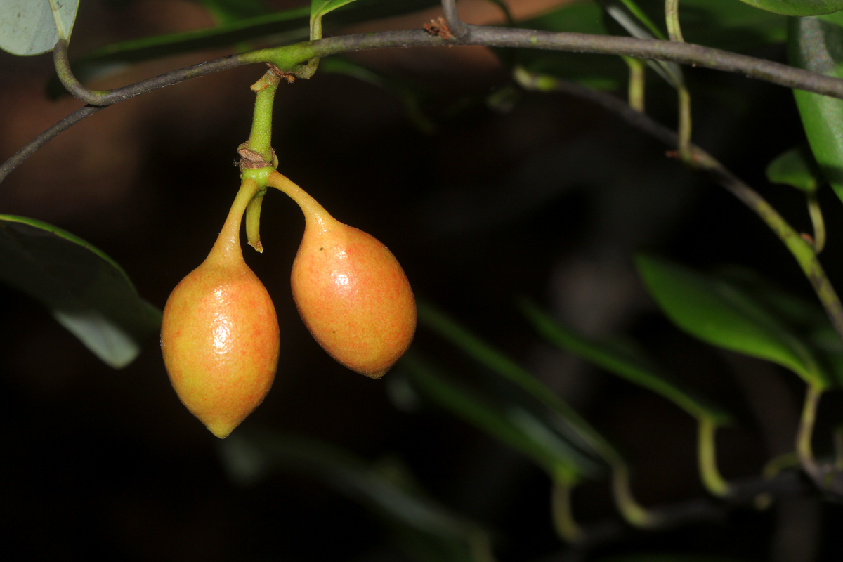 Monanthotaxis buchananii