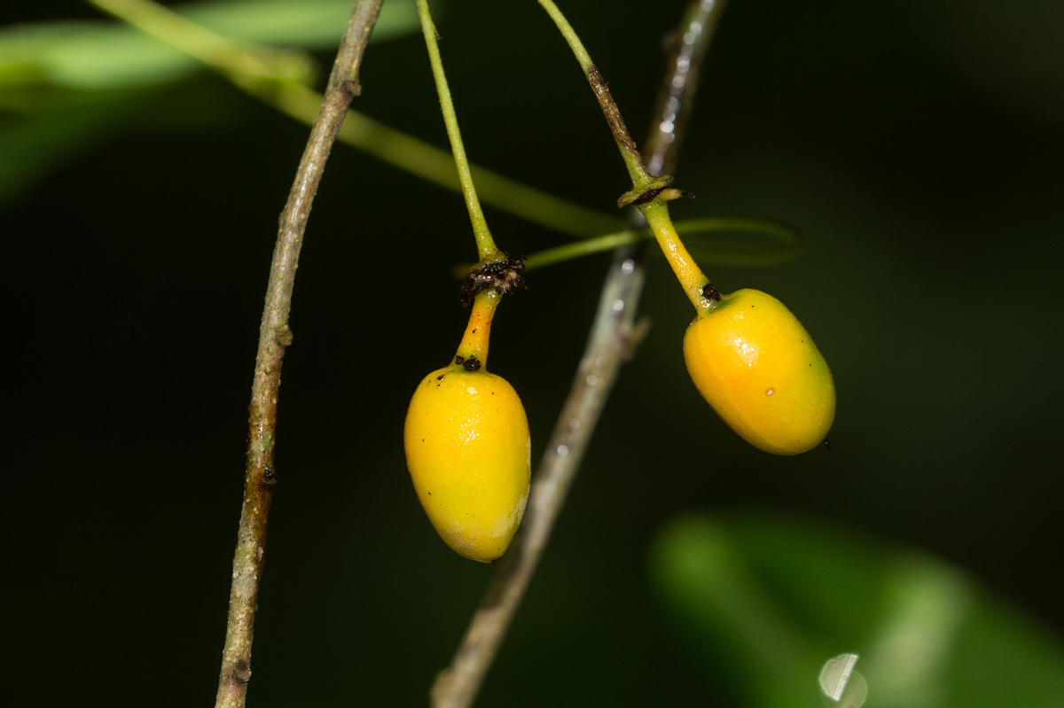 Monanthotaxis buchananii Monanthotaxis buchananii