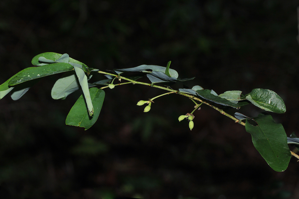 Monanthotaxis buchananii
