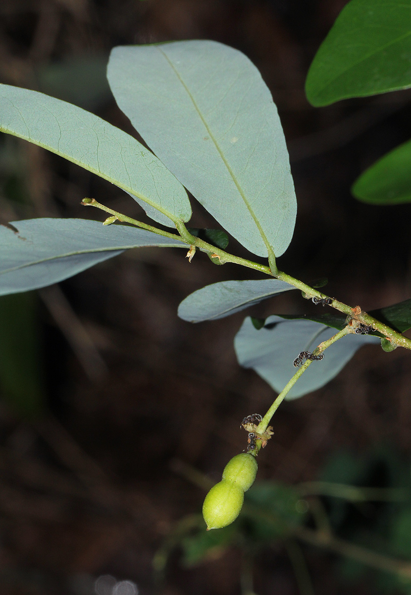Monanthotaxis buchananii