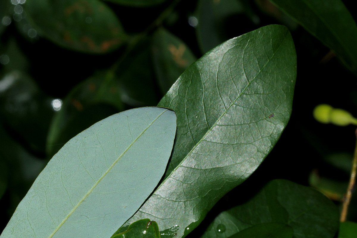Monanthotaxis buchananii