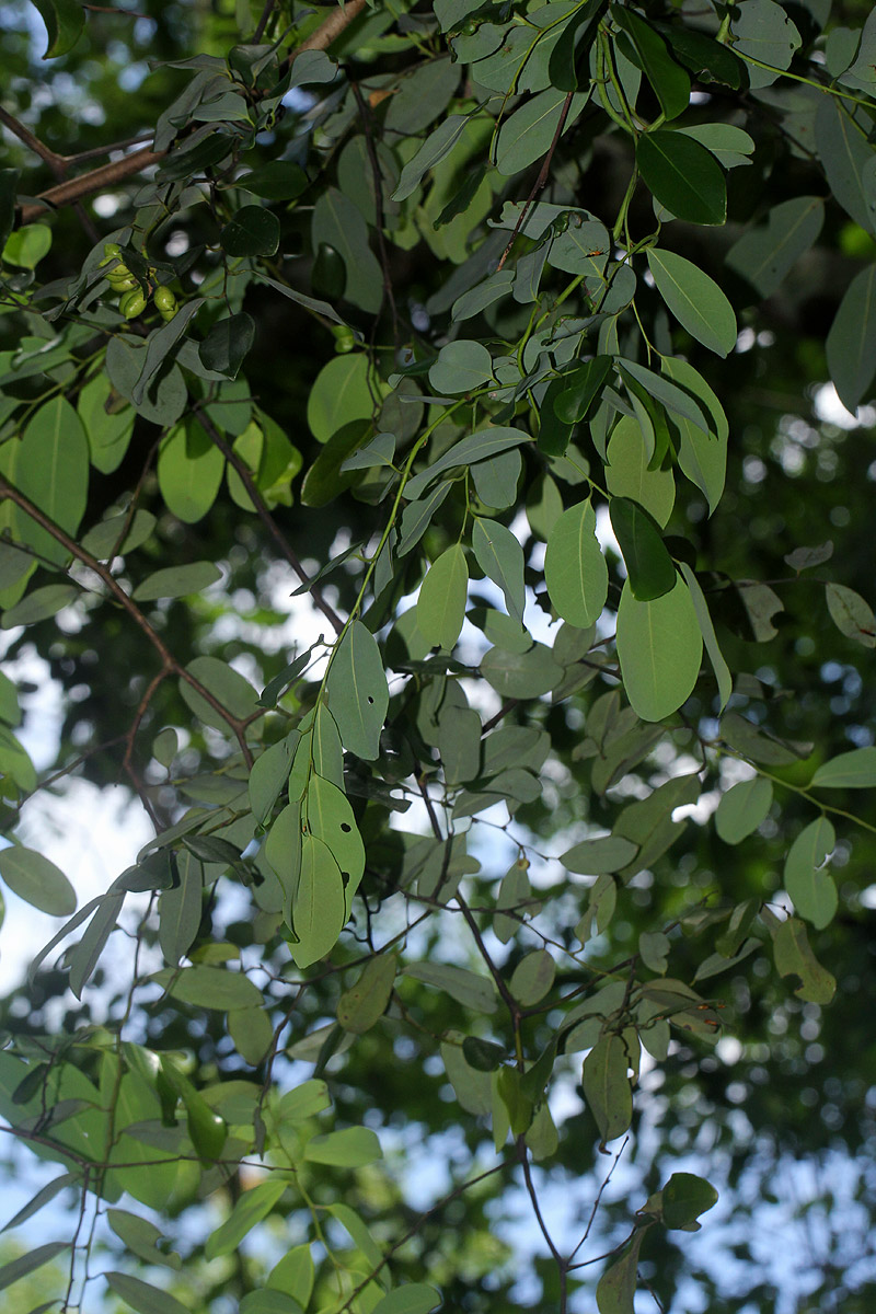 Monanthotaxis buchananii