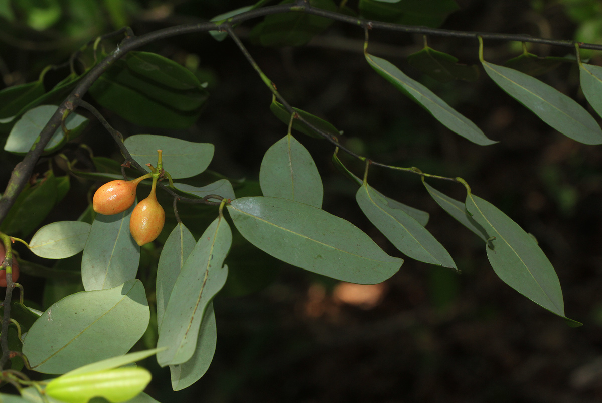 Monanthotaxis buchananii