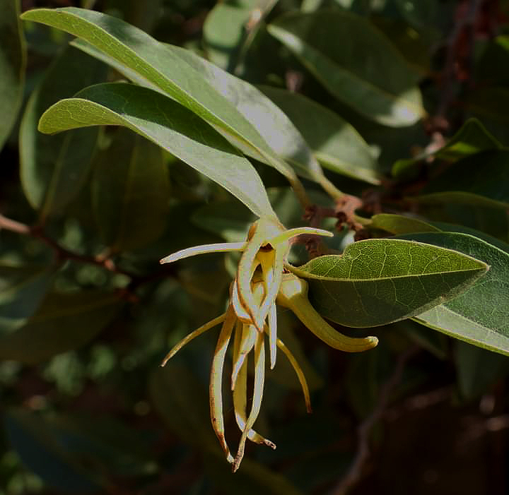 Xylopia odoratissima