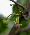 Artabotrys brachypetalus