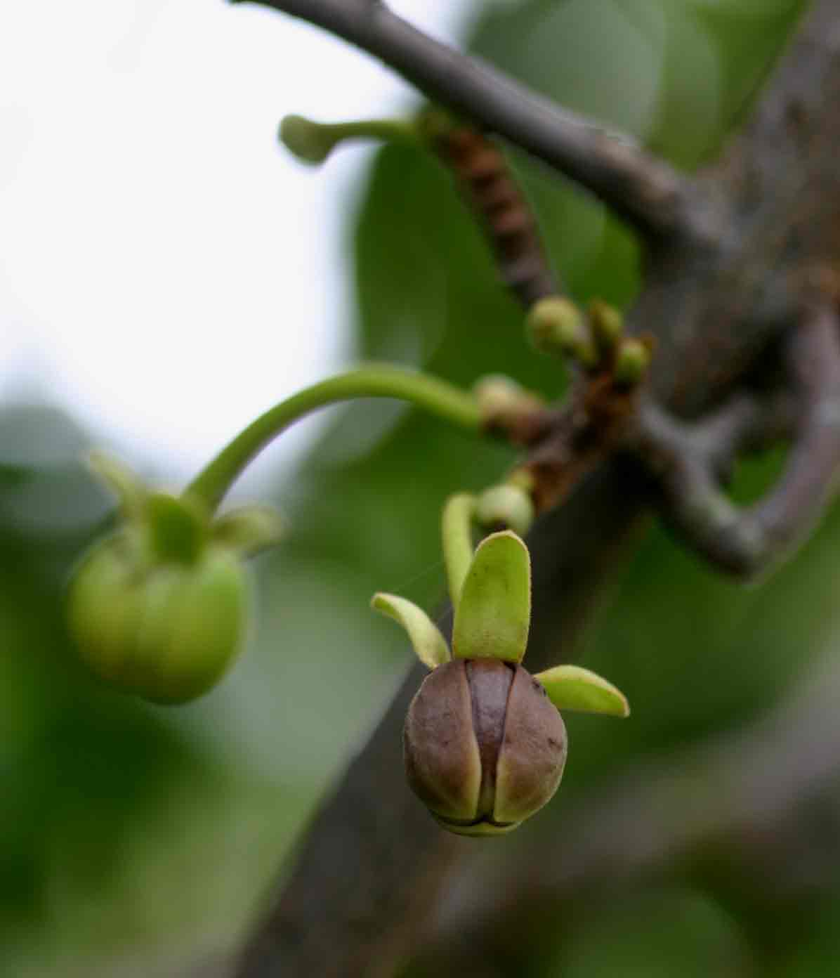 Artabotrys brachypetalus Artabotrys brachypetalus