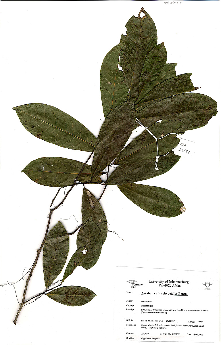 Artabotrys brachypetalus