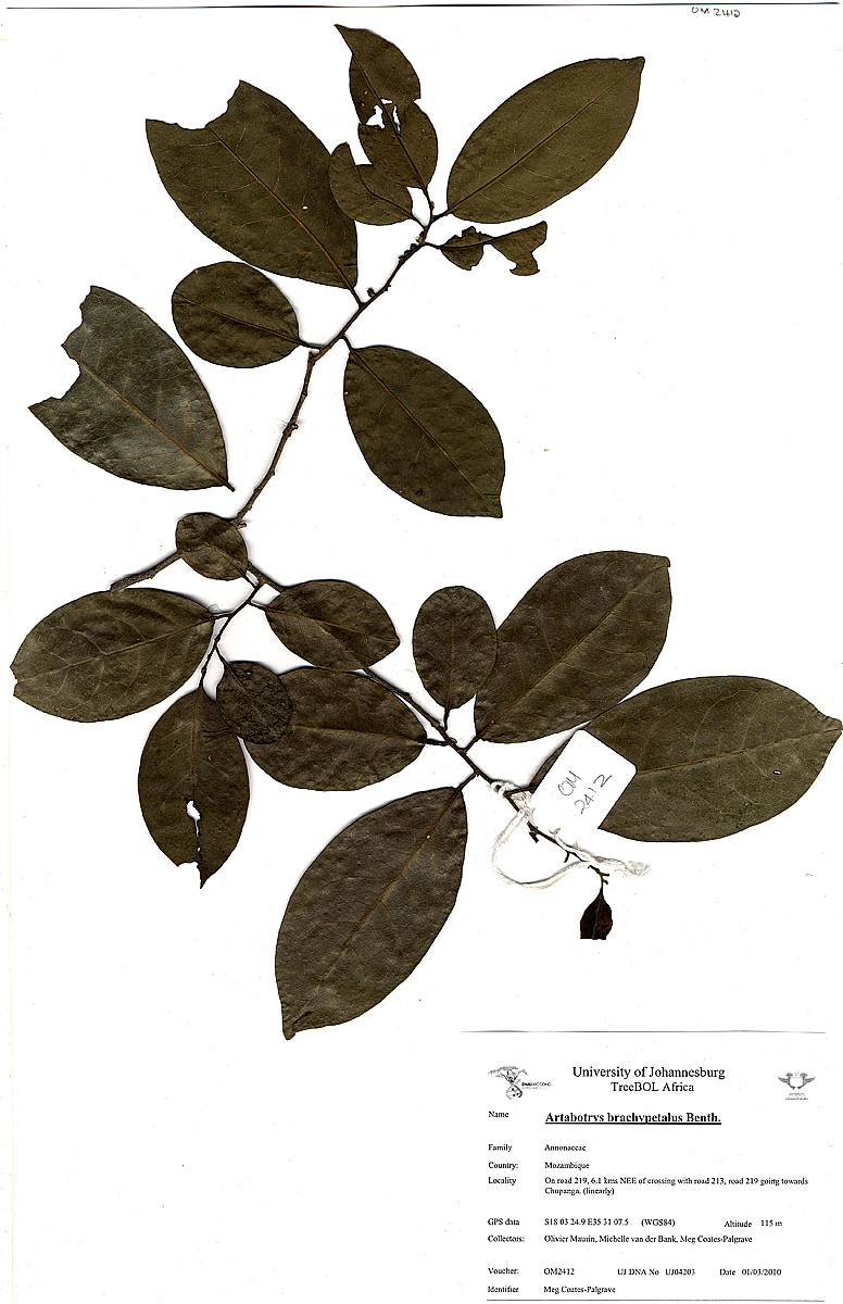 Artabotrys brachypetalus