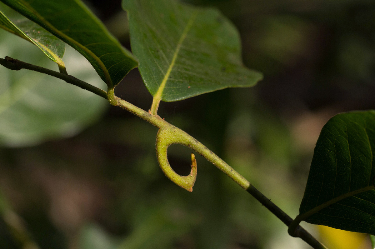 Artabotrys brachypetalus