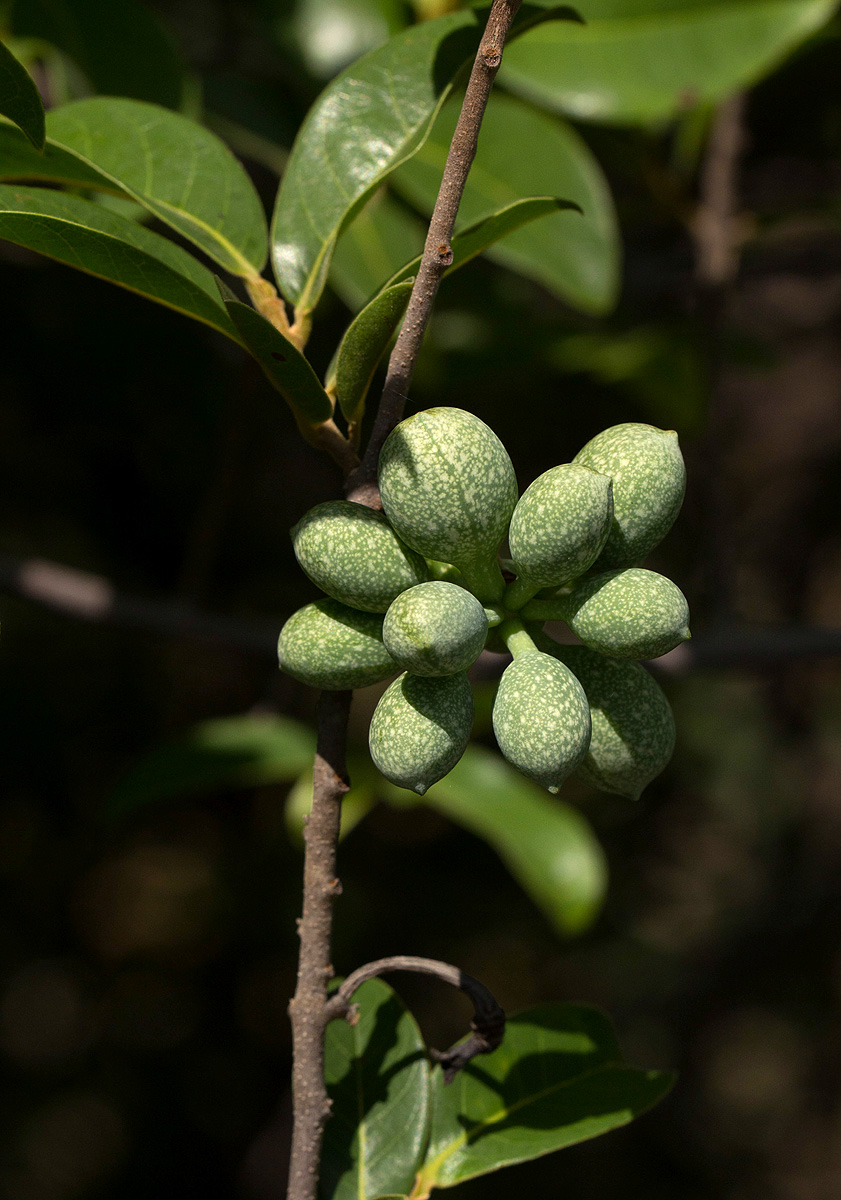 Artabotrys brachypetalus Artabotrys brachypetalus