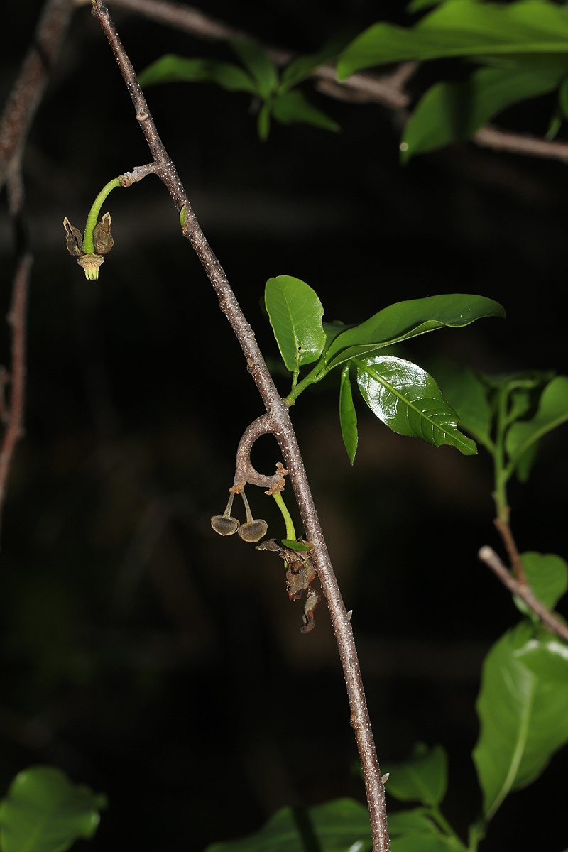 Artabotrys brachypetalus