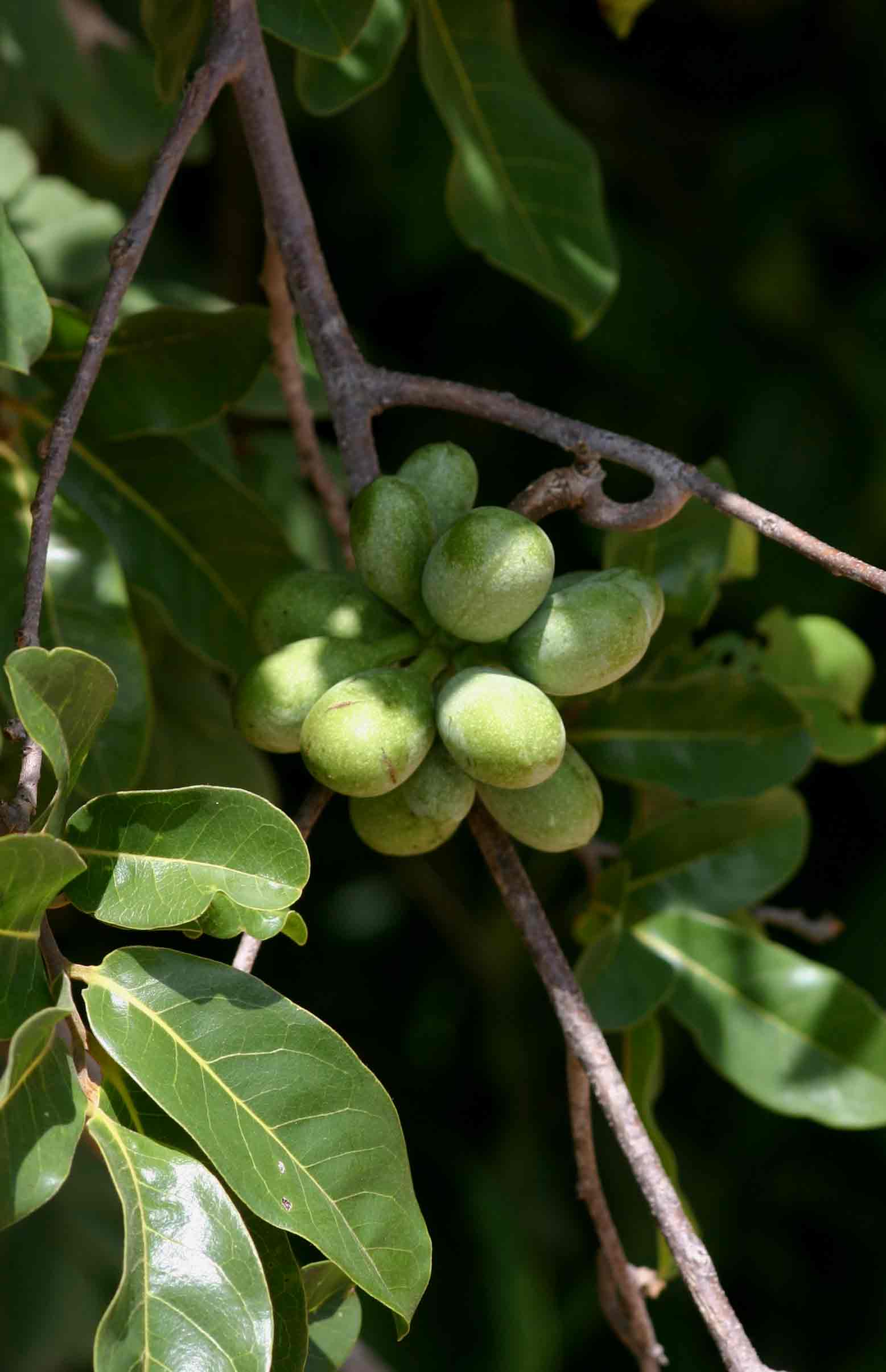 Artabotrys brachypetalus Artabotrys brachypetalus