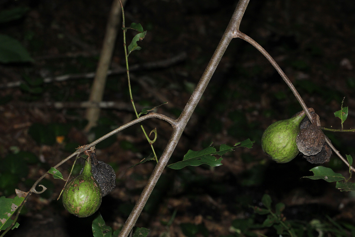 Artabotrys brachypetalus Artabotrys brachypetalus