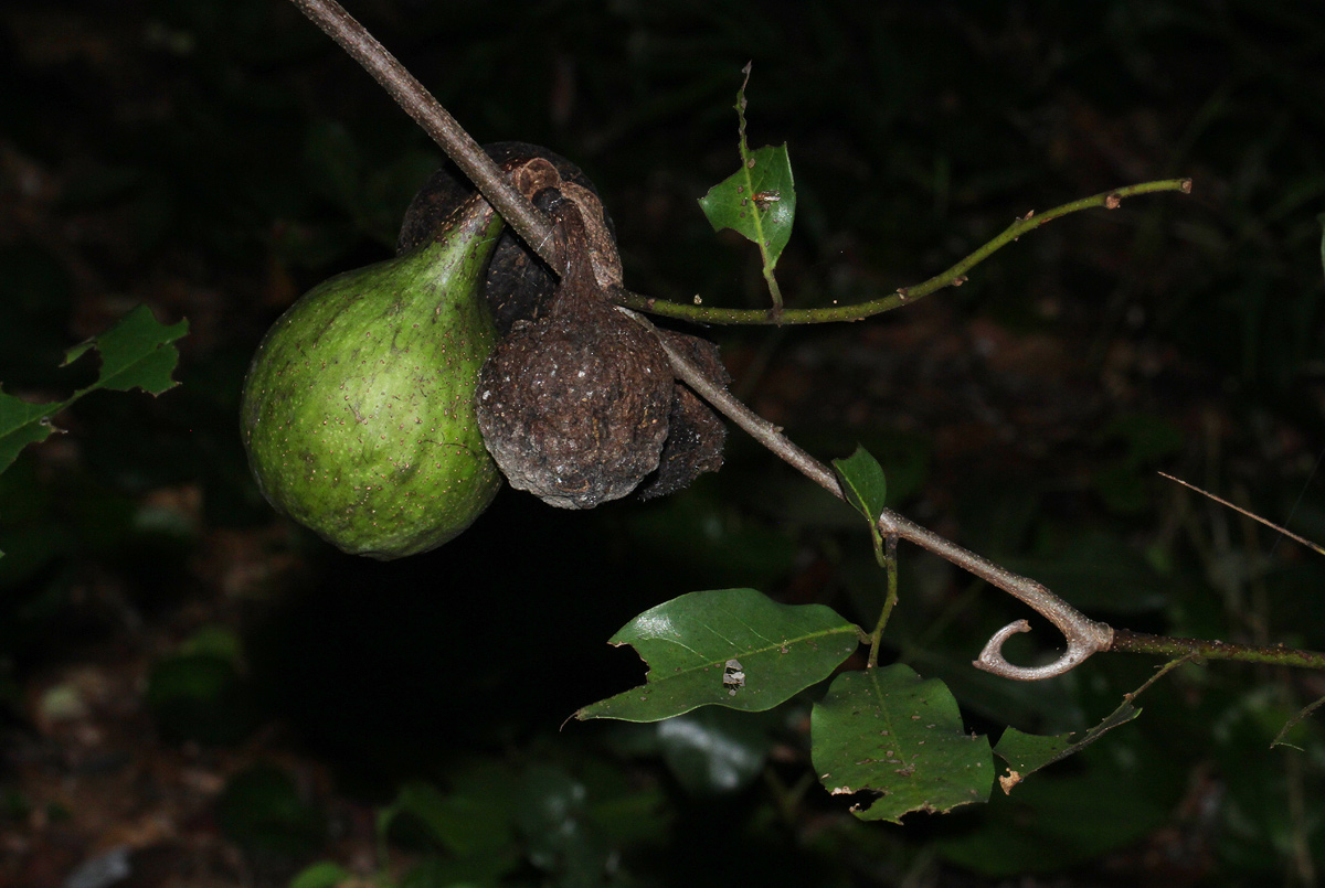 Artabotrys brachypetalus Artabotrys brachypetalus