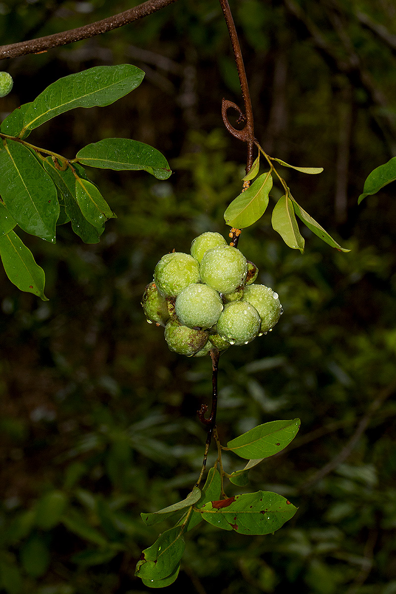 Artabotrys brachypetalus Artabotrys brachypetalus