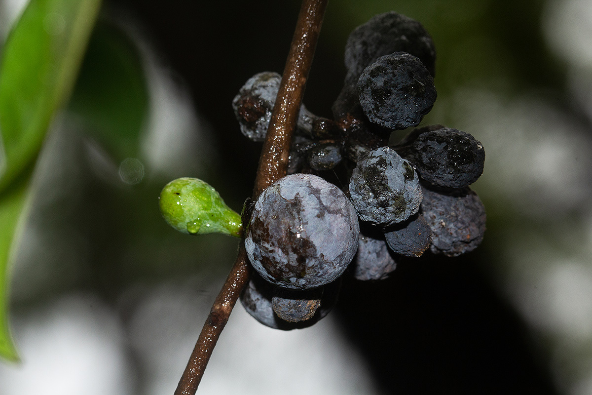 Artabotrys brachypetalus Artabotrys brachypetalus