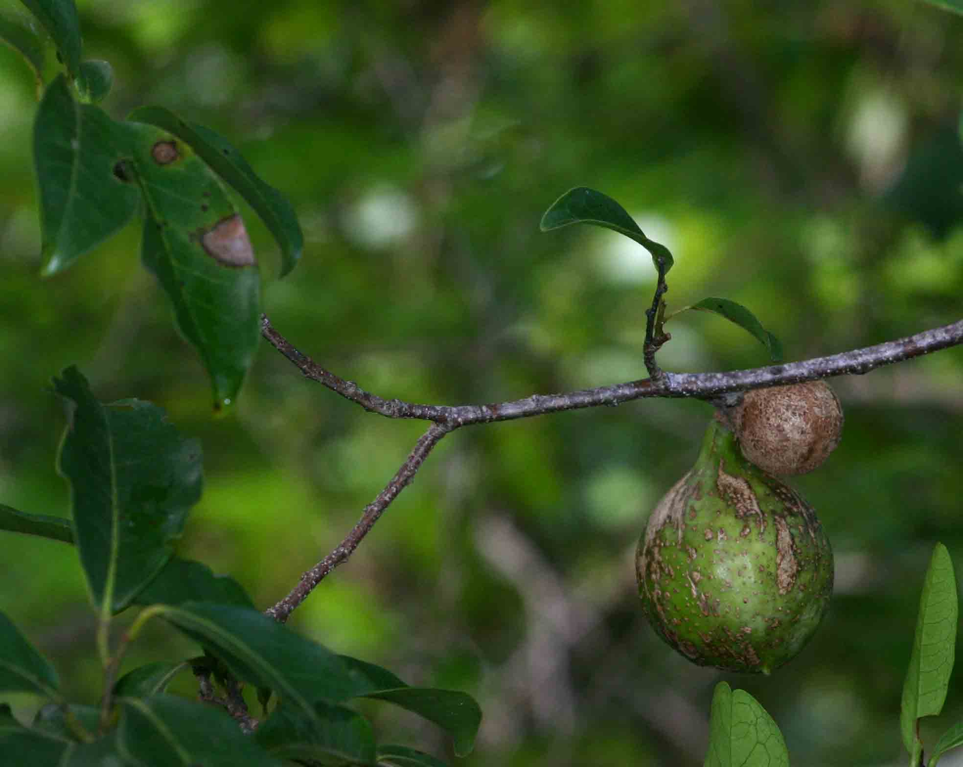 Artabotrys brachypetalus Artabotrys brachypetalus