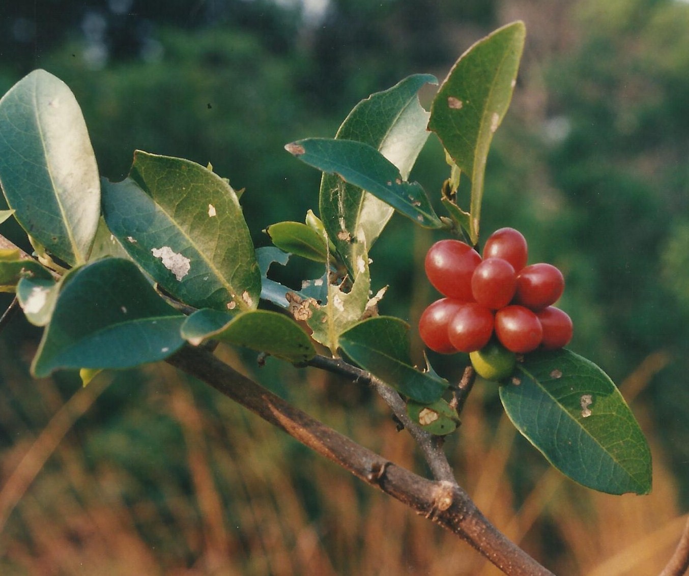 Artabotrys monteiroae Artabotrys monteiroae