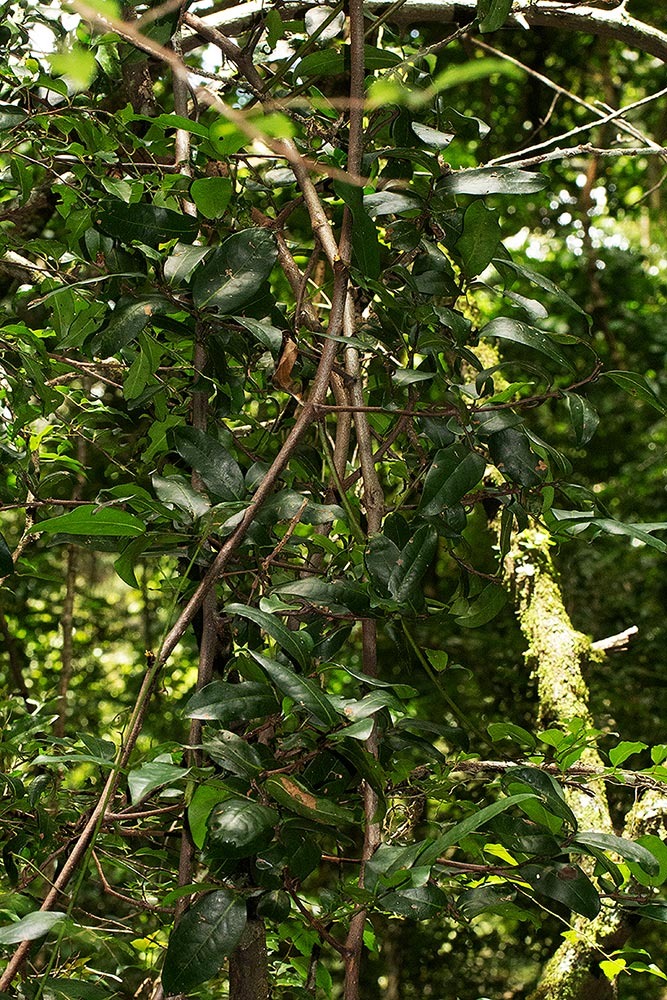 Artabotrys monteiroae