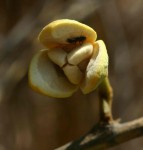 Annona senegalensis subsp. senegalensis